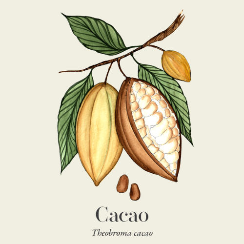 70% Theobroma Cacao
