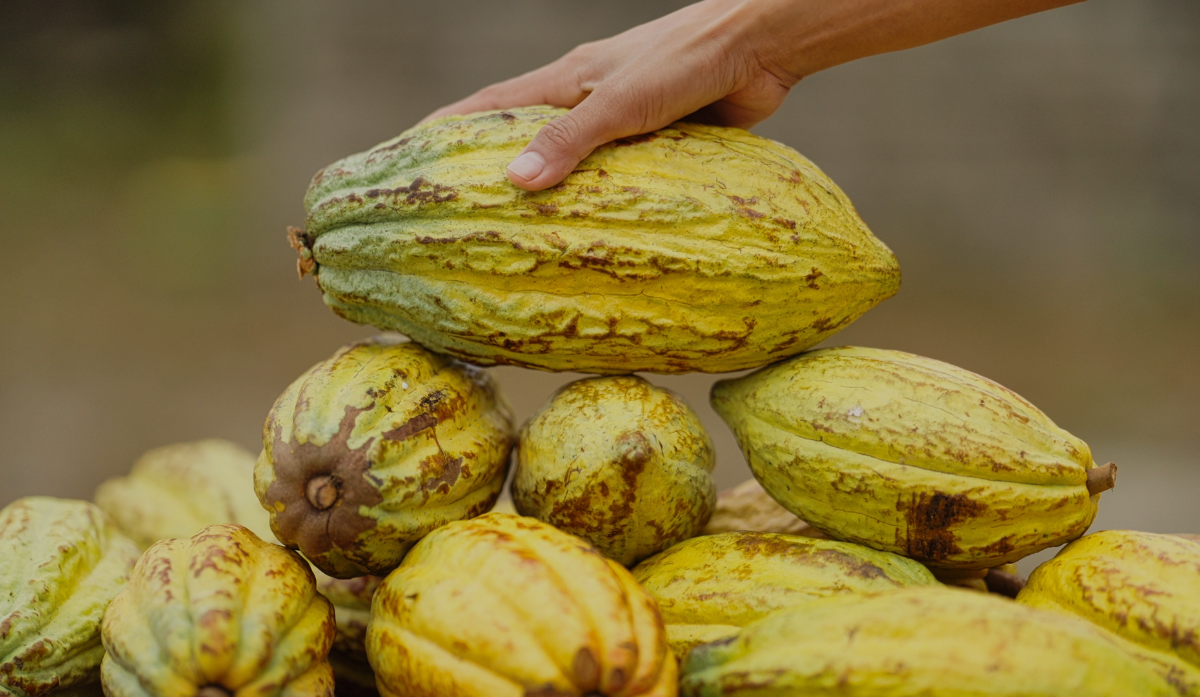70% Theobroma Cacao