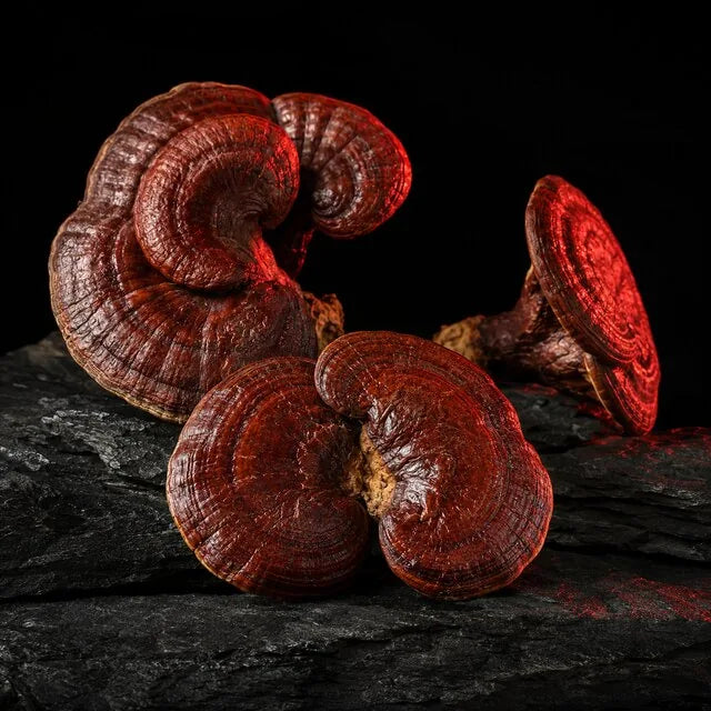 Reishi gombák sötét kövön